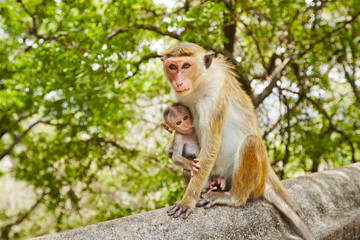 Monkey mother with baby
