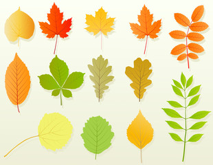 Autumn leaves set vector background