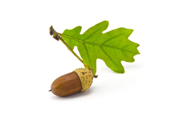 acorns