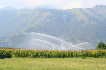campo di mais con irrigazione