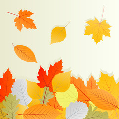 Autumn leaves background vector concept