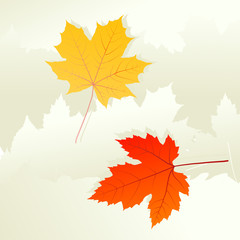 Autumn leaves background vector concept