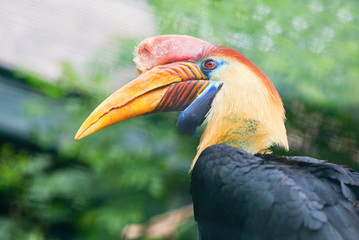Knobbed hornbill in natural environment