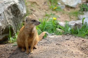 Yellow Mongoose in Grass