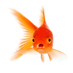 Fotobehang Goldfish © Andrei Armiagov