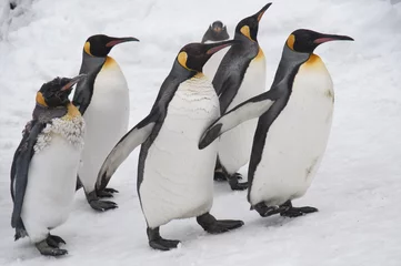 Foto op Plexiglas ペンギン © koume129
