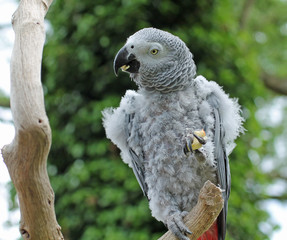 A Grey Parrot Feeding on a Piece of Apple.