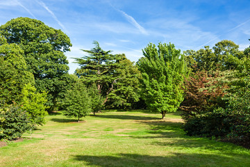 Lush Green Beautiful Woodland Park Garden