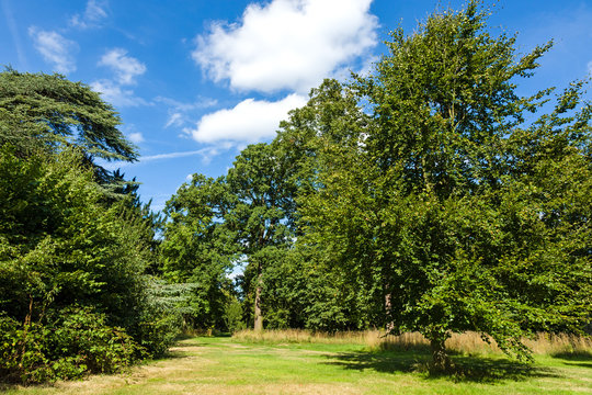 Beautiful Lush Green Woodland Park Garden