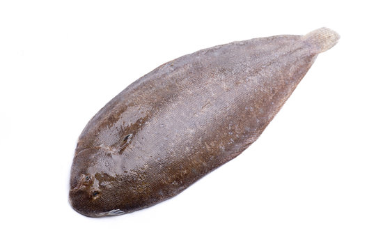 flat fish