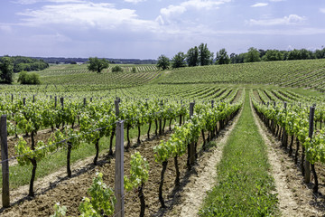 Fototapeta na wymiar Vignes, vignobles