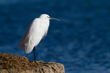 Egret