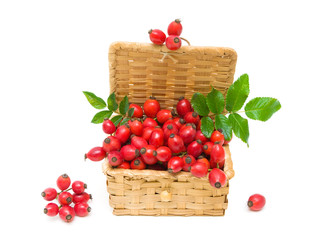 Ripe berries of wild rose close-up