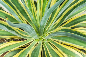 Fototapeta premium Agave americana