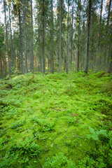 Obraz premium Lush forest floor in finland