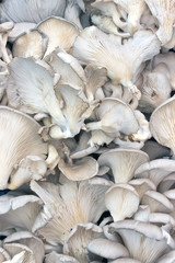 Oyster mushrooms as background