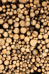 Pile of chopped wood
