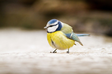 Blue tit