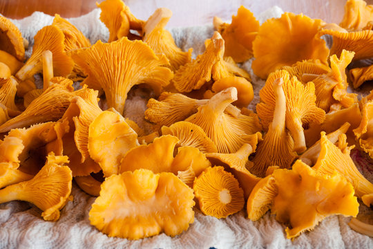 bunch chanterelle drying on a piece of paper