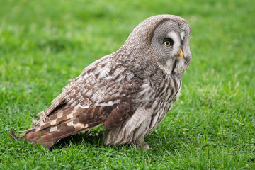 Great Gray Owl