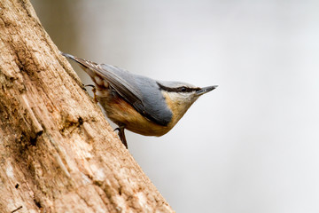 Nuthatch