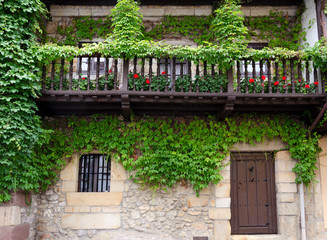 Ivy on the Facade