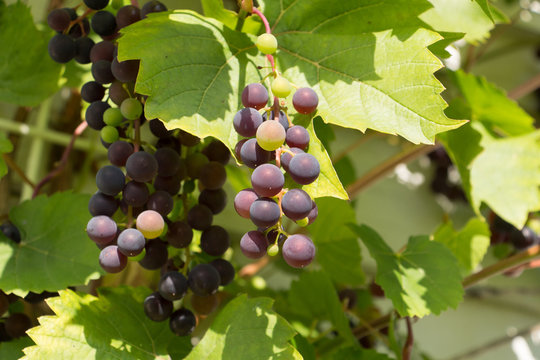 Grapes