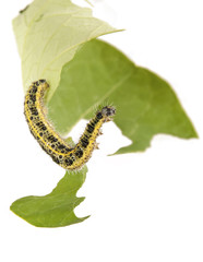 Zebra caterpillar with leaves on a white background