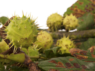 chestnuts with leaves as a background