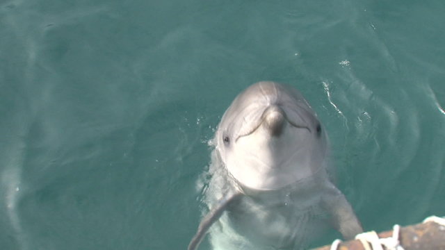 close-ups of funny and curious dolphin