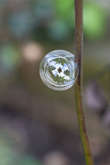 A bubble on the side of a flower stem