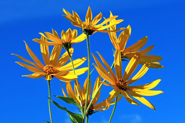 Желтые цветы на фоне голубого неба