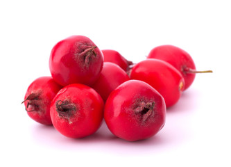 hawthorn isolated on white background