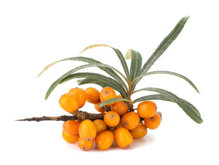 sea buckthorn isolated on the white background