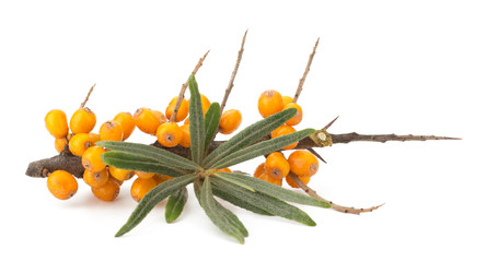 sea buckthorn isolated on the white background