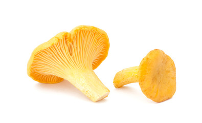 Yellow chanterelle isolated on white background