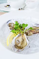 Oysters