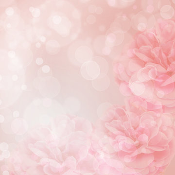 Beautiful pink rose on bokeh background