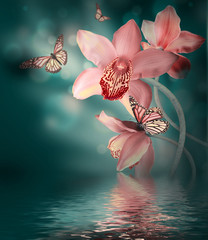 Orchids with a butterfly on the coloured background