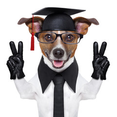 graduate dog