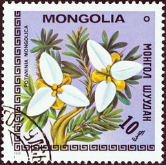 Potaninia mongolica flower (Mongolia 1979)