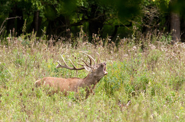 Roaring deer in high grass