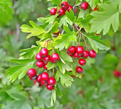 Hawthorn berries in a wood