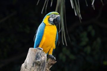 parrot bird