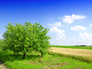 apple tree and cornfield