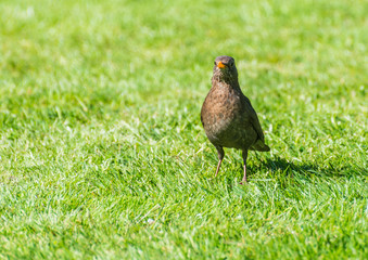 Ground Level Meeting