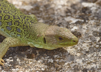 lizard