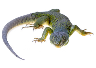 lizard