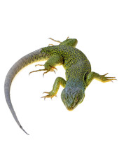 lizard
