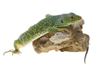 lizard